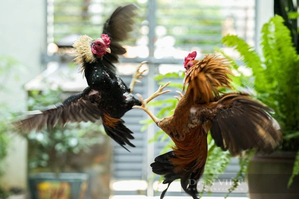 Tìm hiểu về đá gà trực tuyến tại K8 CC