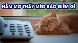 Giải mã chi tiết giấc mơ thấy mèo và các con số tương ứng tại K8CC