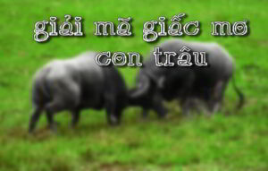 Giải mã giấc mơ thấy trâu và con số may mắn tại K8CC 3 Giải mã giấc mơ thấy trâu và con số may mắn tại K8CC